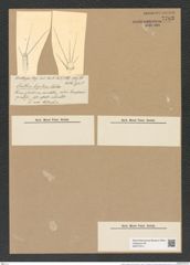 Corethron hispidum Castr. (de-Toni-Nr.: Genus 155, Species 4213) Zeichnungen Sammlung Grunow Nr. 7783 (NHMW-BOT-W0377015)